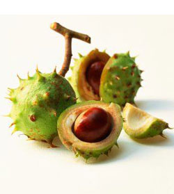 tratamentul venelor varicoase de fructe de castan